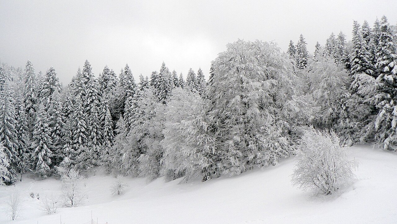 Cari — winter forest landscape. Photo: Nicolas Buffler from Guilherand Granges, France. Archive image; resized.